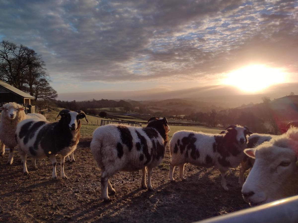 Sheep Dip Cottage - 5* Cyfie Farm, With Log Burner And Private Hot Tub Llanfyllin エクステリア 写真