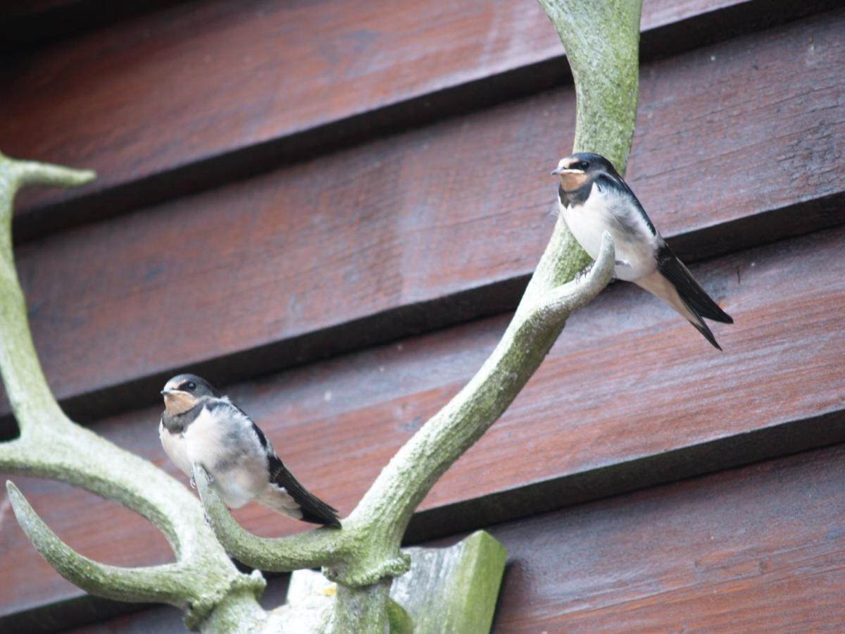Sheep Dip Cottage - 5* Cyfie Farm, With Log Burner And Private Hot Tub Llanfyllin エクステリア 写真